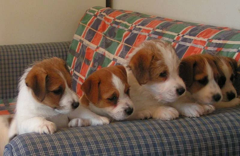 Jack Russell teriér - štěňátka s PP FCI